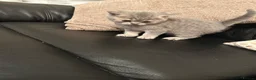 British Shorthair cats for sale: British shorthair  - Advert 2