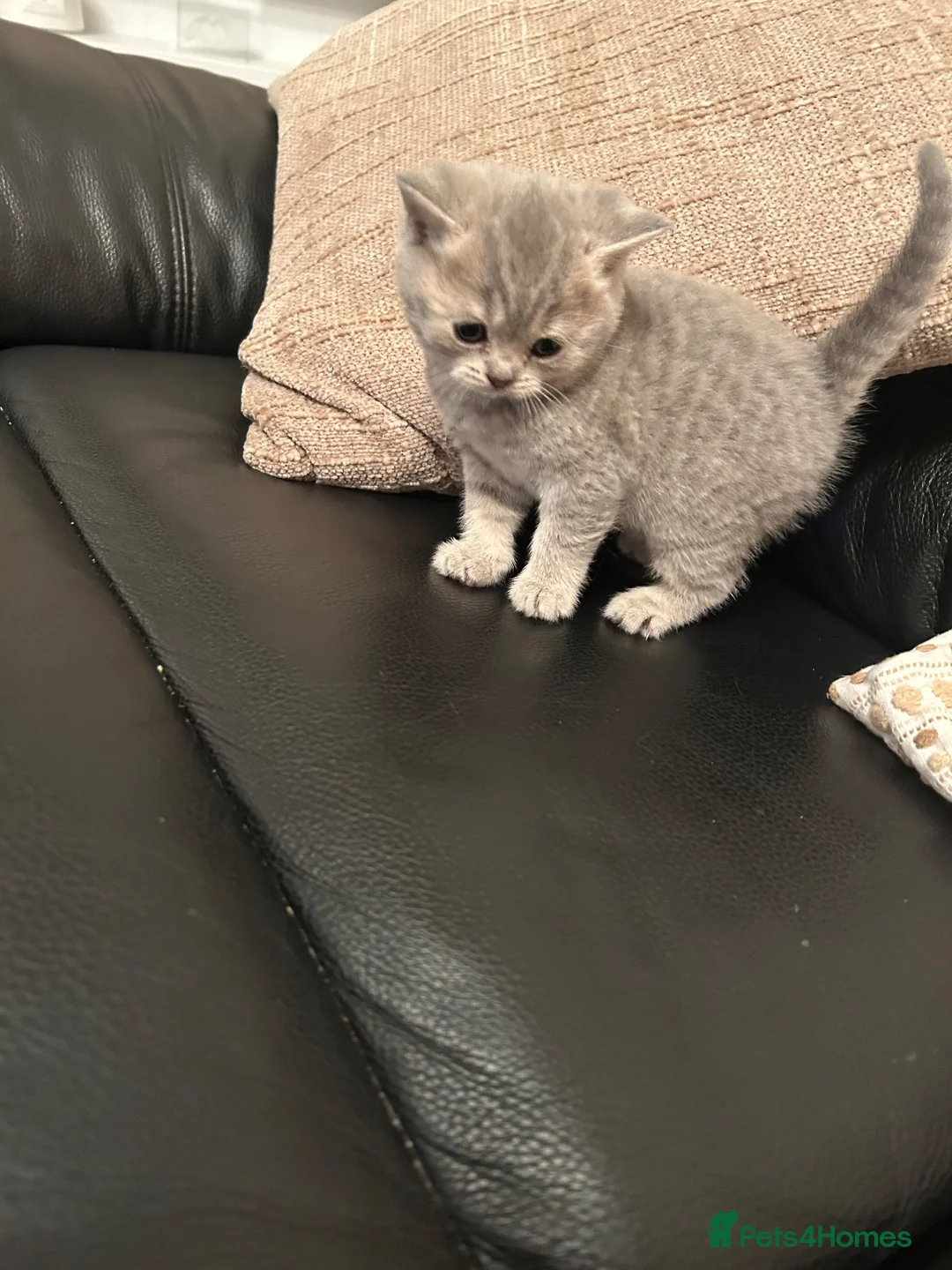 British Shorthair cats for sale: British shorthair  - Advert 2