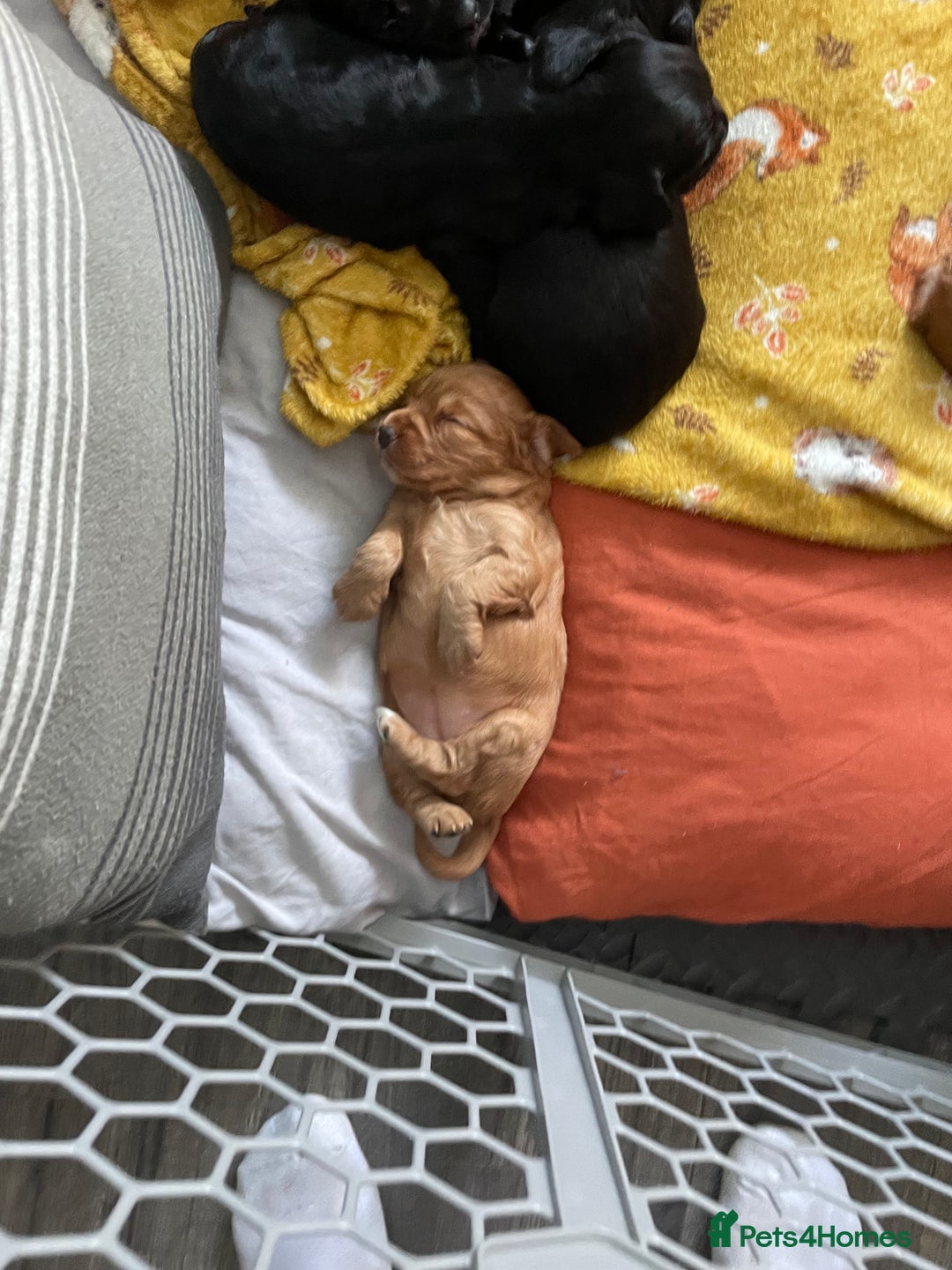 Cocker Spaniel dogs for sale: KC registered Working Cocker Spaniels For Sale - Image 5