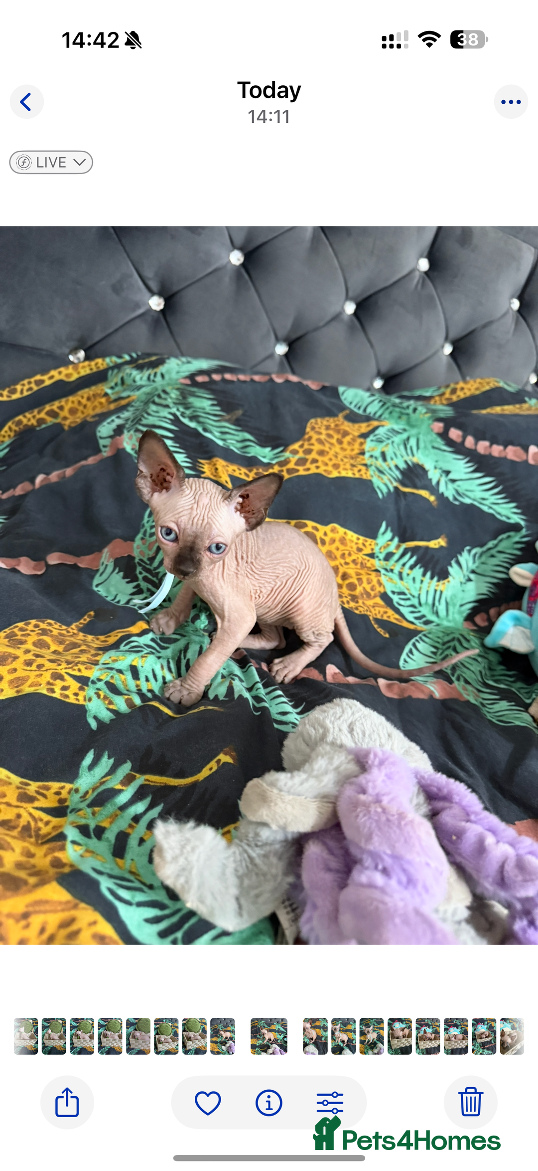 Sphynx cats for sale: Bald, bold elf blue eyes kittens  - Image 35