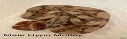 Boa Snake reptiles for sale: Mixed boas for sale  - Advert 3