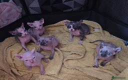Sphynx cats for sale: Sphynx kittens - Image 8