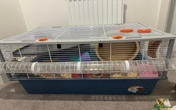 Chinchilla rodents for sale: Hamster Syrian and Full set up!  - Image 2