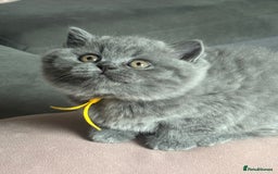 British Shorthair cats for sale: ✨Beautiful British Shorthair Kittens ✨ - Image 5