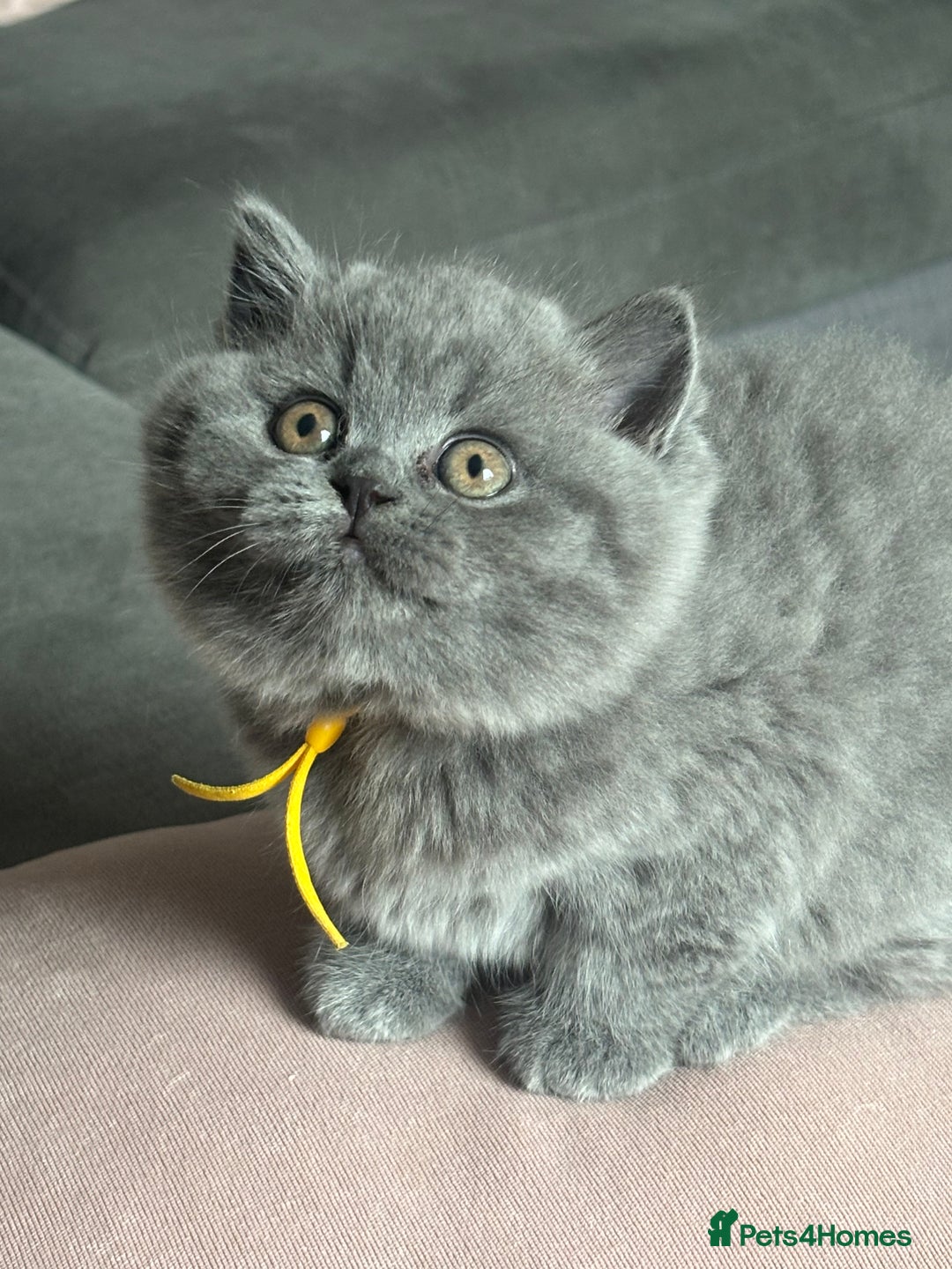 British Shorthair cats for sale: ✨Beautiful British Shorthair Kittens ✨ - Image 5