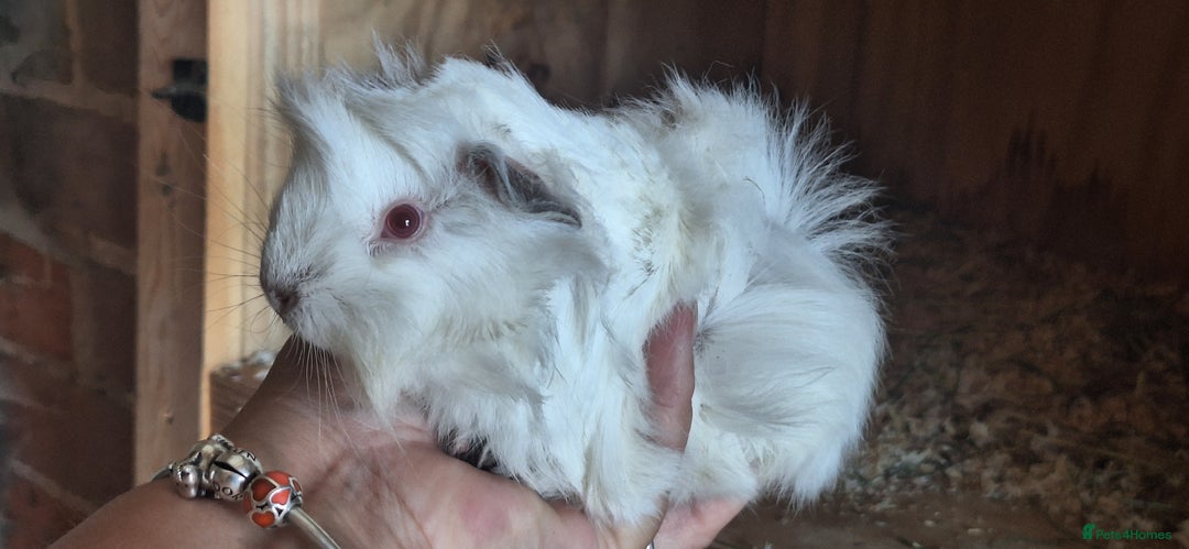 Guinea Pig rodents for sale: Funky male baby Guinea Pigs  - Image 8