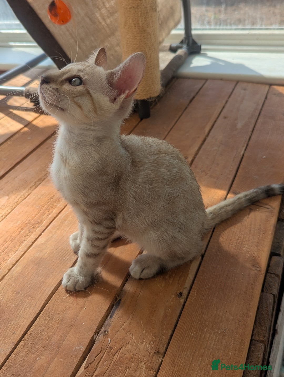 Bengal cats for sale: Bengal Kittens Purebred with Champion Lines  - Image 9