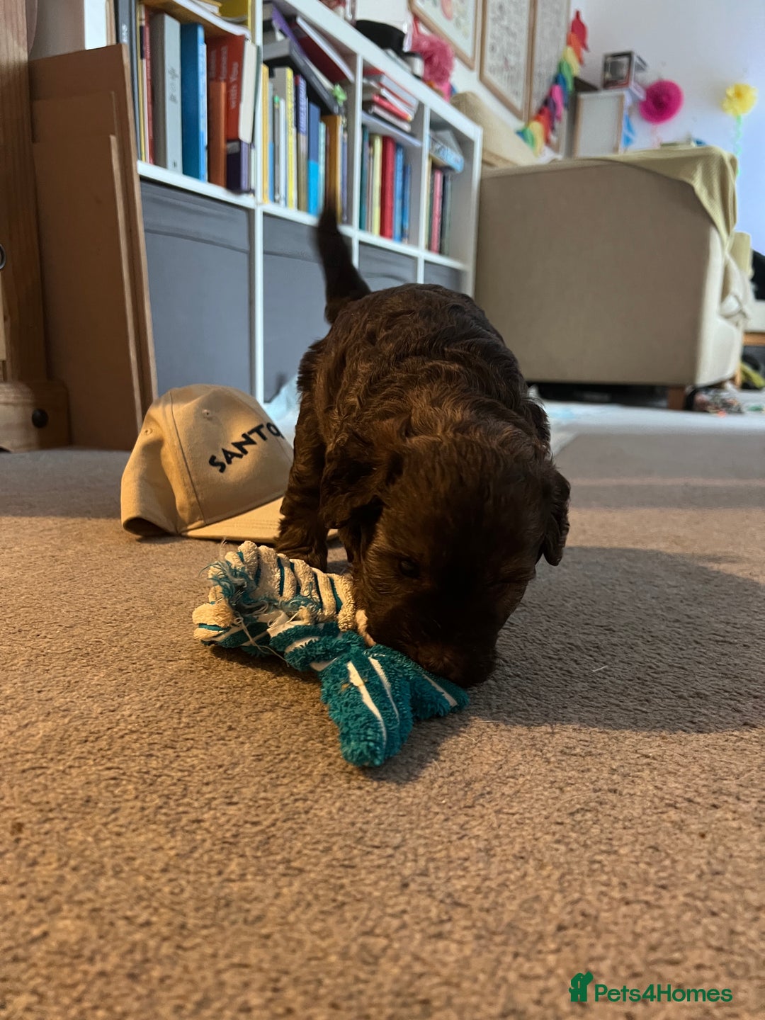 Mixed Breed dogs for sale: Schnackadoodles (Mini Schnauzer X Jackadoodle) - Image 23