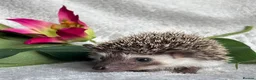 Pygmy Hedgehog rodents for sale: African Pygmy Hedgehog Ethically Bred Girl  - Advert 7