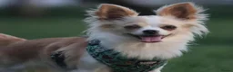 Chihuahua dogs for sale: Stunning long haired chihuahua - Advert 1