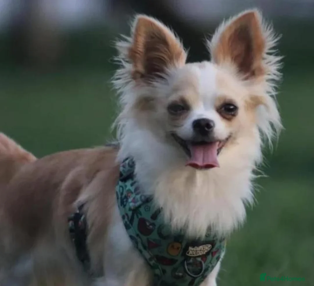 Chihuahua dogs for sale: Stunning long haired chihuahua - Advert 1