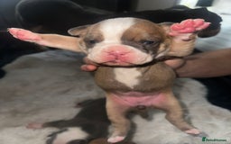 Olde English Bulldogge dogs for sale: Olde English Bulldogge Puppies  - Image 20