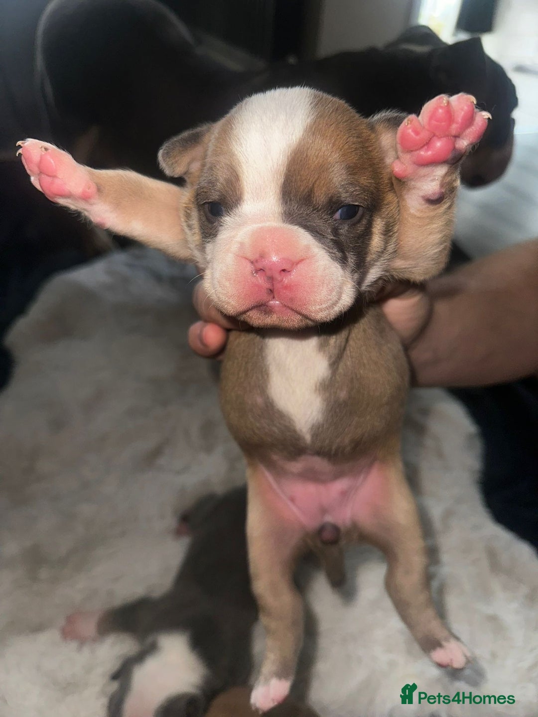 Olde English Bulldogge dogs for sale: Olde English Bulldogge Puppies  - Image 20