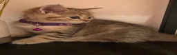 British Shorthair cats for sale: British shorthair kittens  - Advert 5