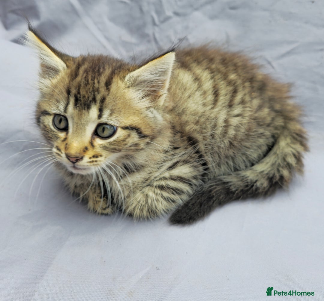 European cats for sale: Beautiful, friendly and playful kittens - Image 10