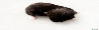 British Shorthair 4