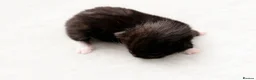 Domestic Shorthair cats for sale: Gorgeous Fluffy Black & White Kittens - Advert 7