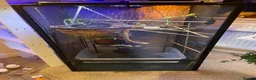 Chameleon reptiles for sale: FULL Chameleon Set Up - Advert 3