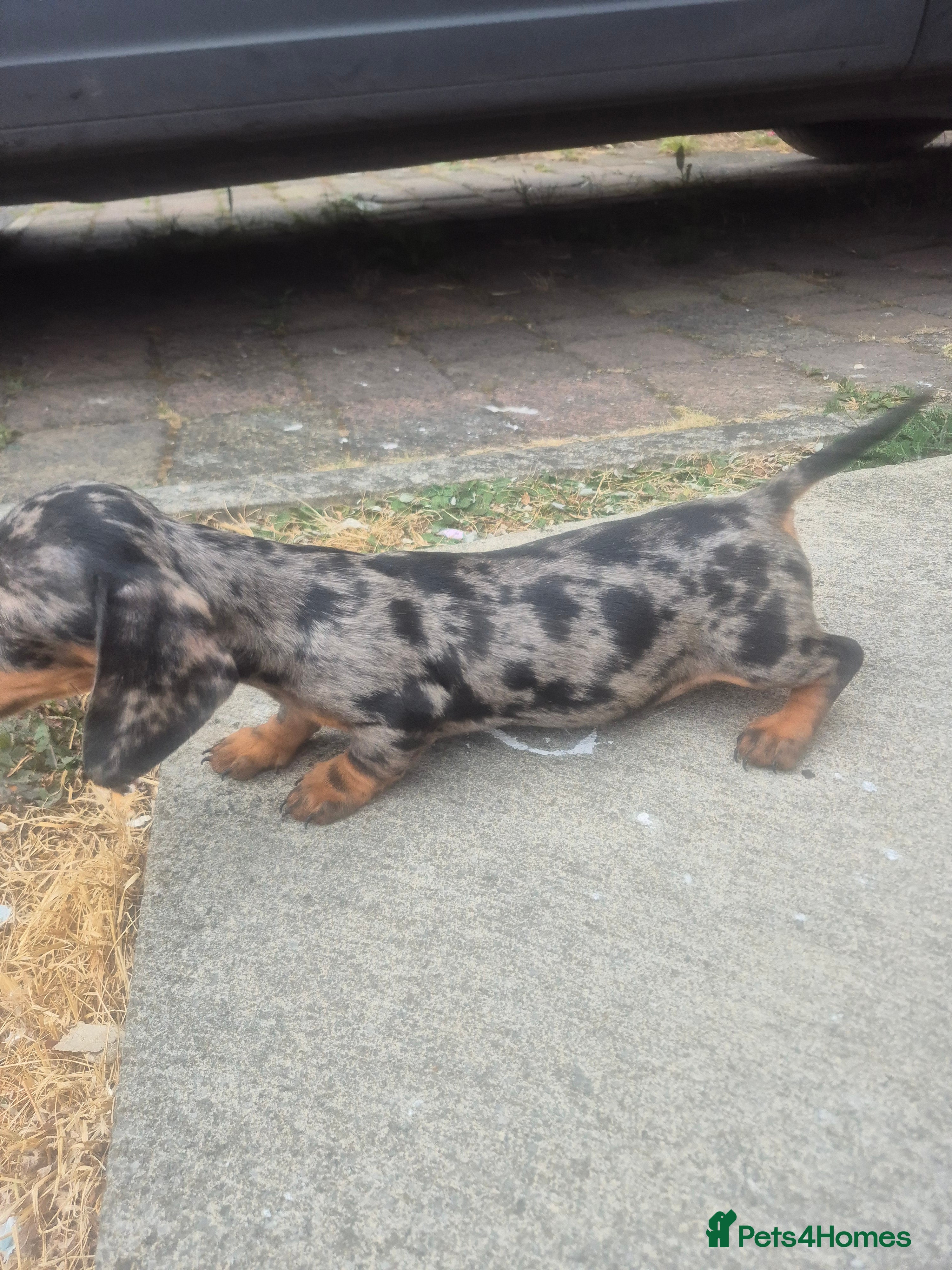 Dachshund dogs Chocolate & Tan Miniature Dachshund plus more - Advert 2