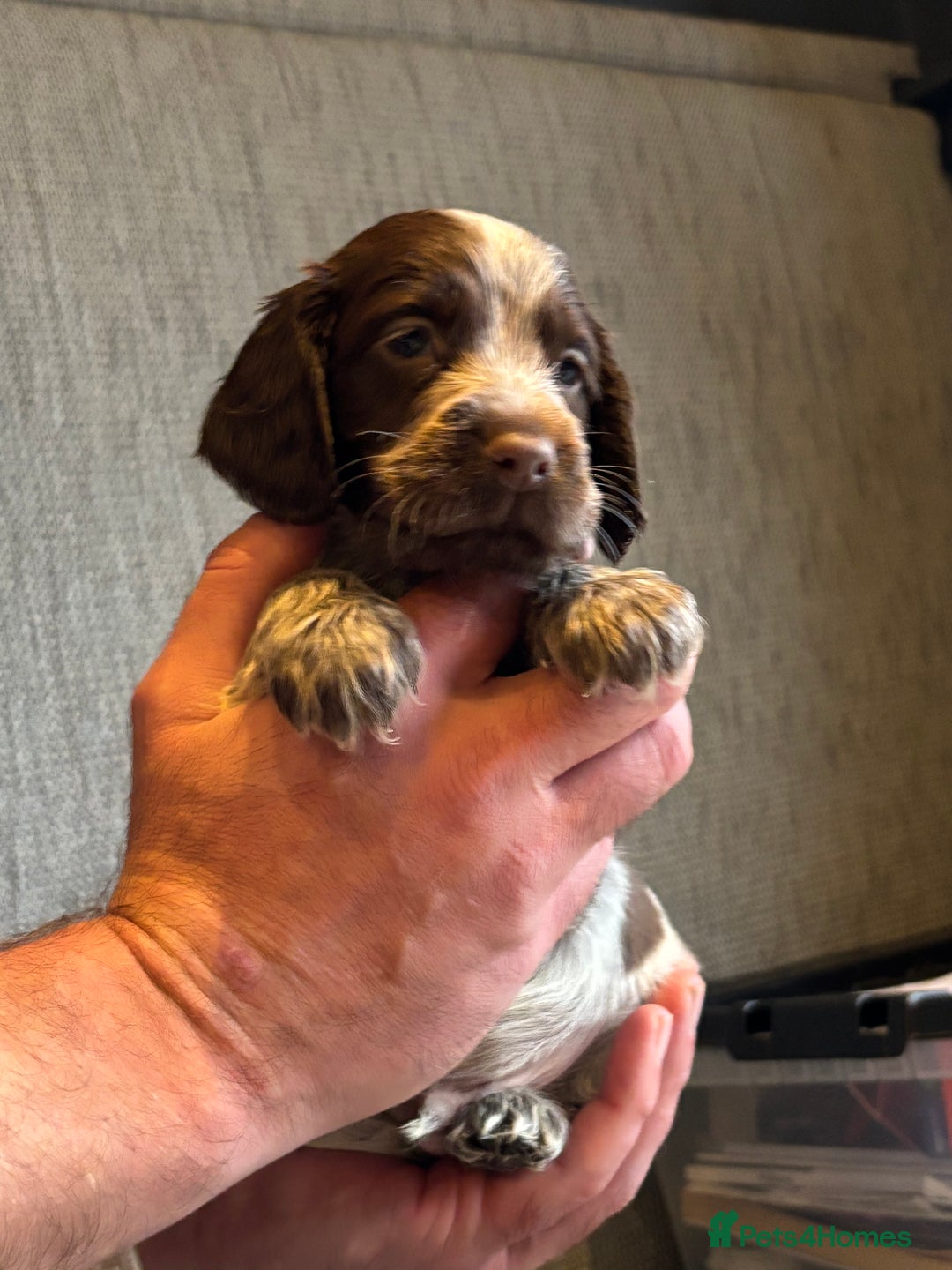 Cocker Spaniel dogs for sale: Stunning cocker spaniel puppies  - Advert 7