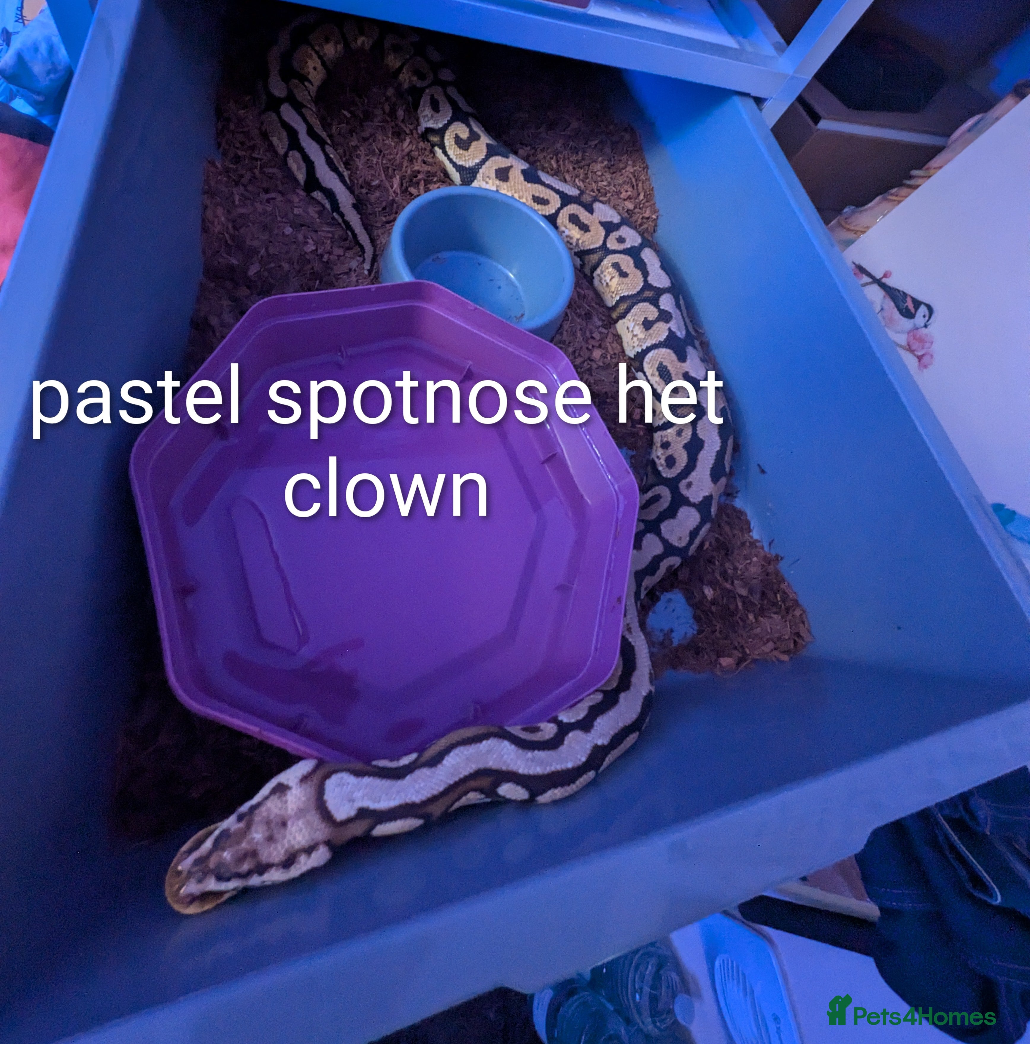 Python Snake reptiles Royal python collection for sale - Advert 4