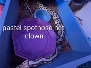 Python Snake reptiles Royal python collection for sale - Advert 4