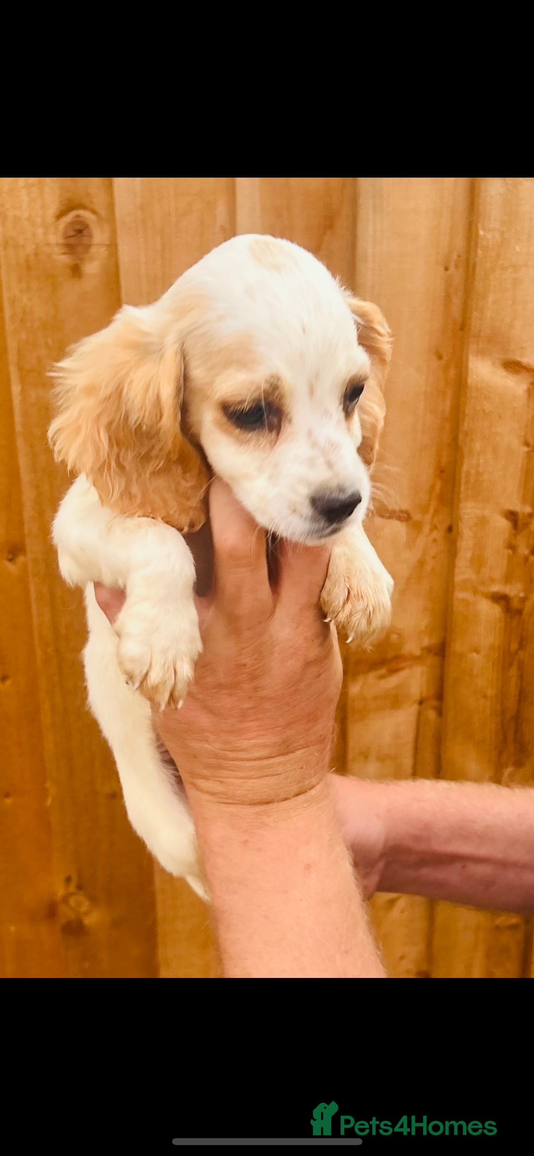 Cocker Spaniel dogs for sale: Beautiful litter of cocker spaniels - Image 4
