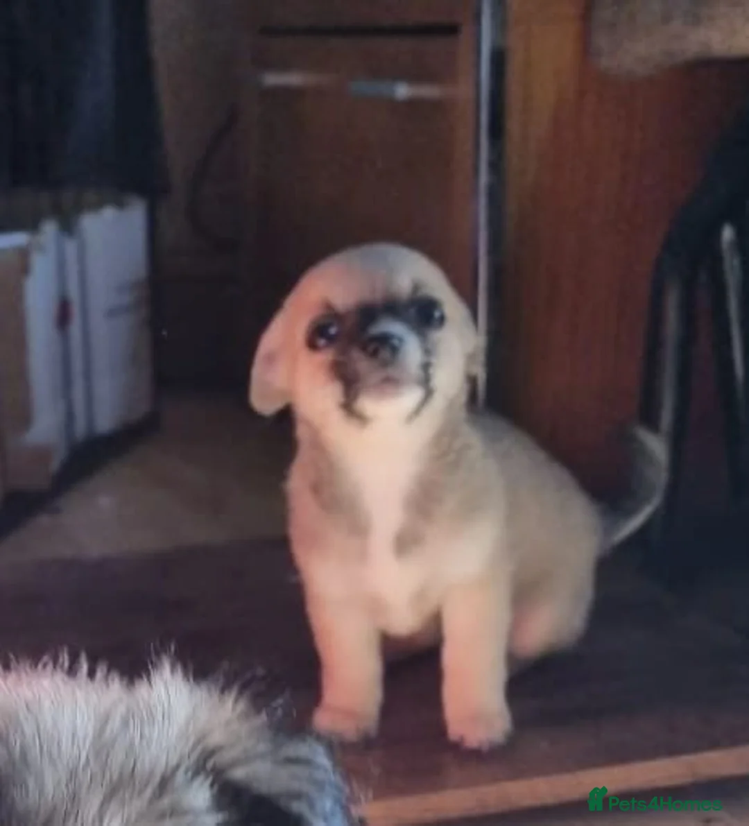 Chihuahua dogs for sale: Chihuahua pups - Advert 22