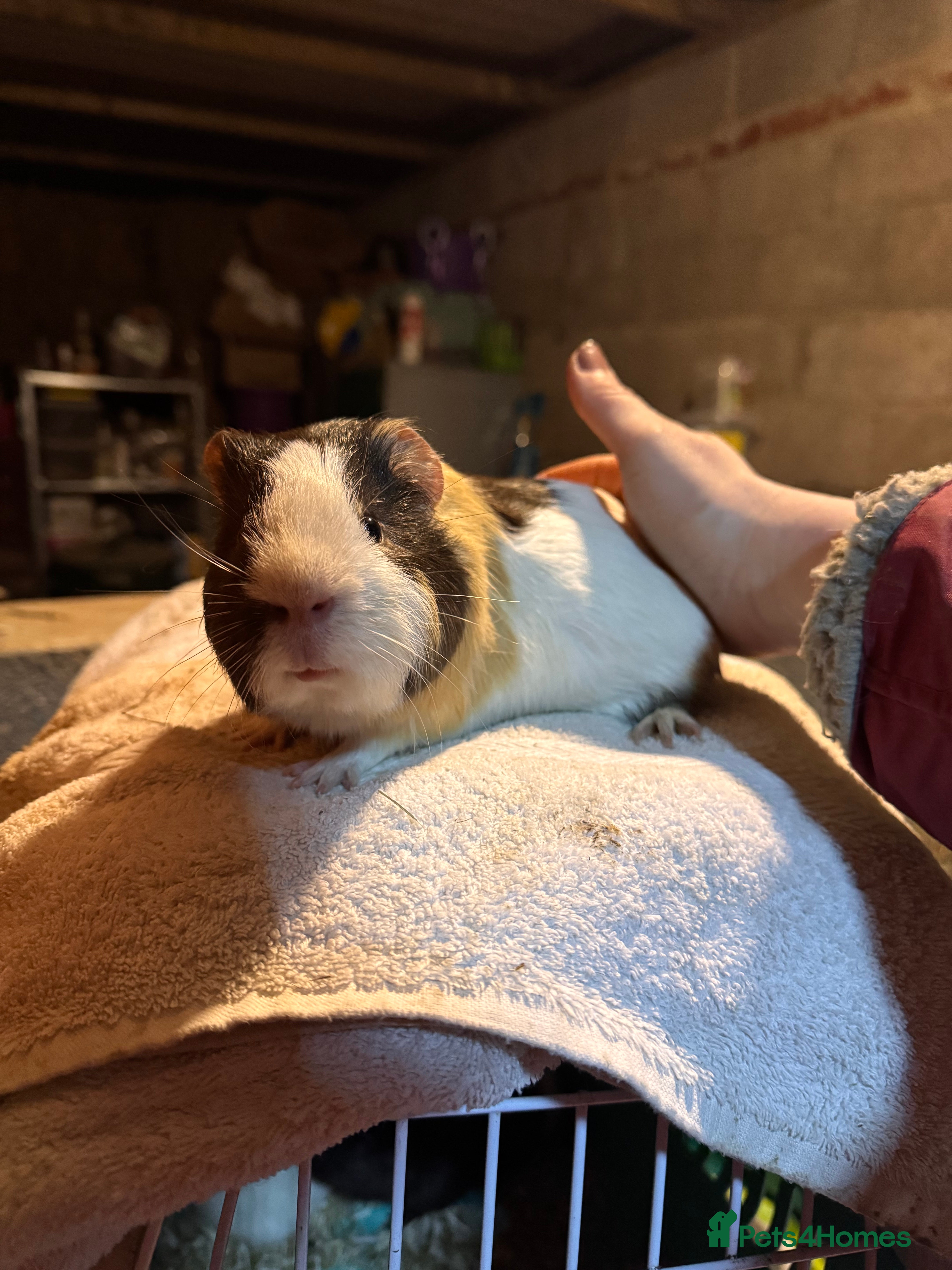 Guinea Pig rodents REDUCED READY NOW Baby boar guinea pigs !!! - Advert 2