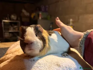 Guinea Pig rodents REDUCED READY NOW Baby boar guinea pigs !!! - Advert 2