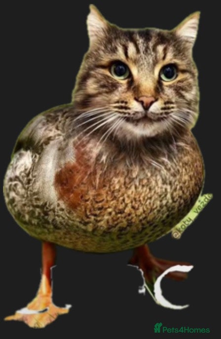 Mixed Breed cats Boris duck cat thing - Advert 1