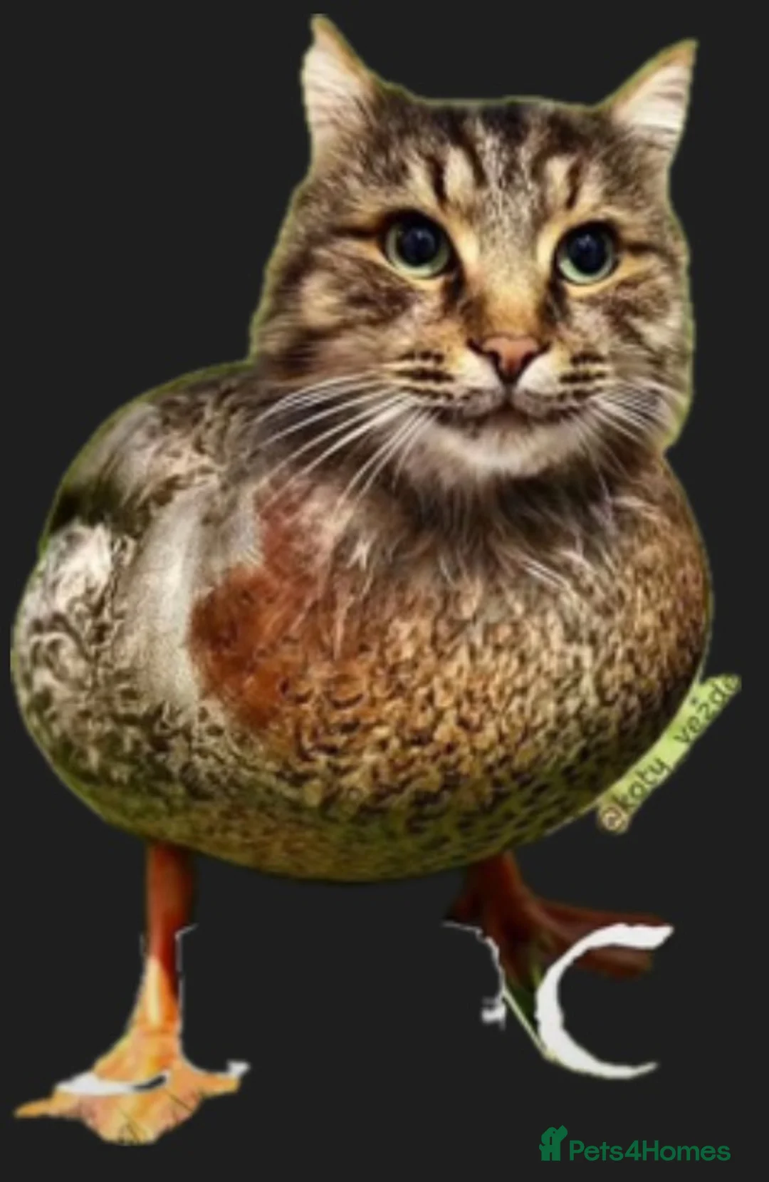 Mixed Breed cats for sale: Boris duck cat thing - Advert 1