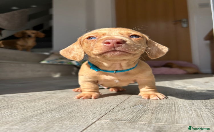 Miniature Dachshund dogs - Advert 12