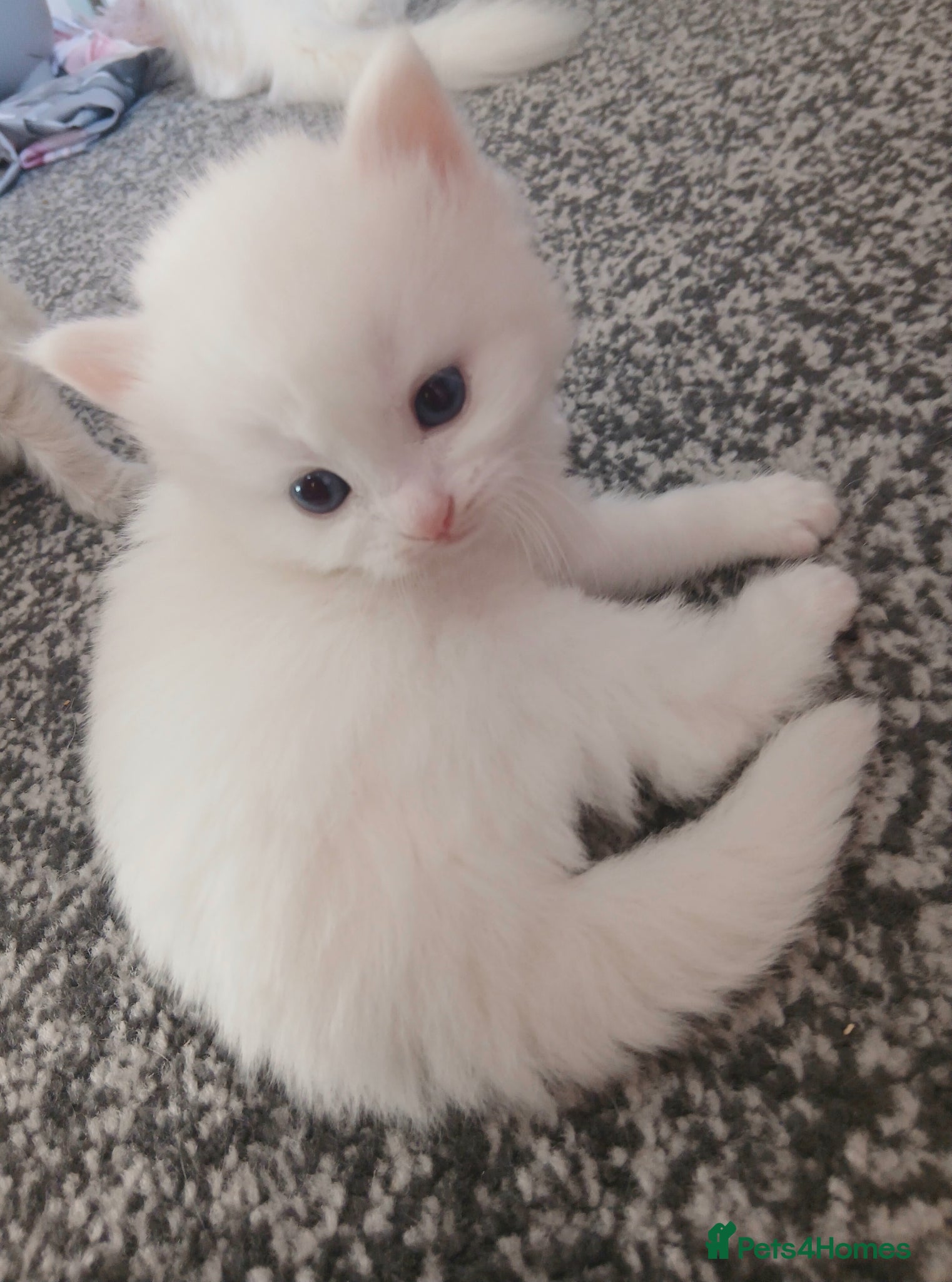 Turkish Angora cats Angoradoll Kittens - 2 available  - Advert 1