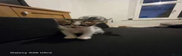 Mixed Breed cats for sale: Kittens in Alfreton - Advert 3