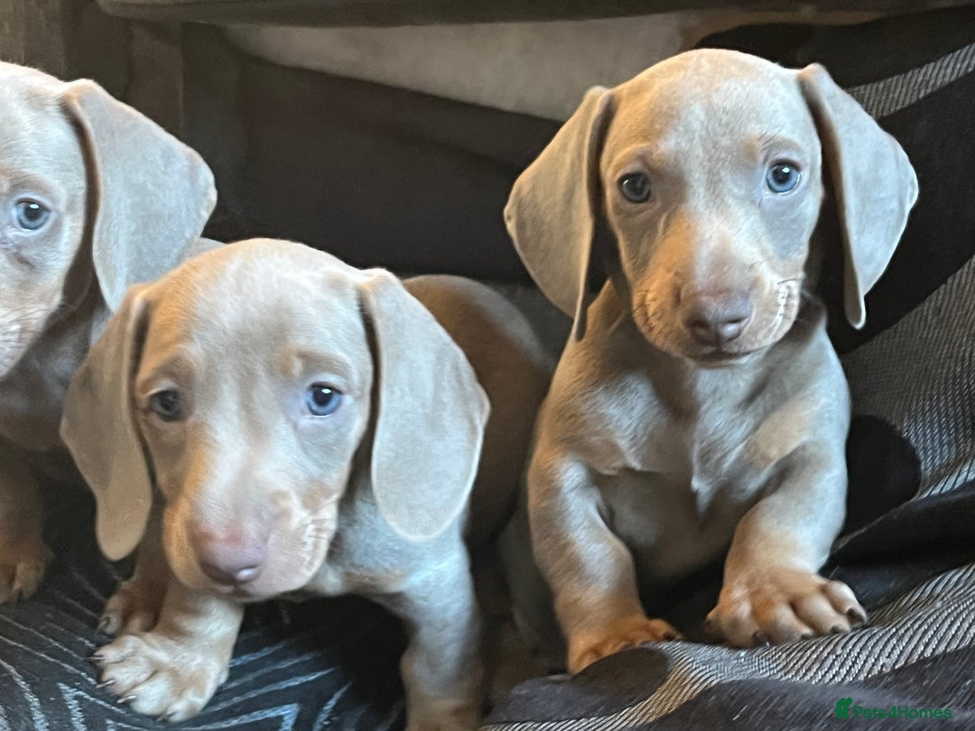 Dachshund dogs for sale: Beautiful Isabella pups exceptional quality  - Image 12