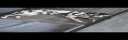 Dalmatian dogs for sale: Kc registered stunning dalmatian puppies  - Advert 25