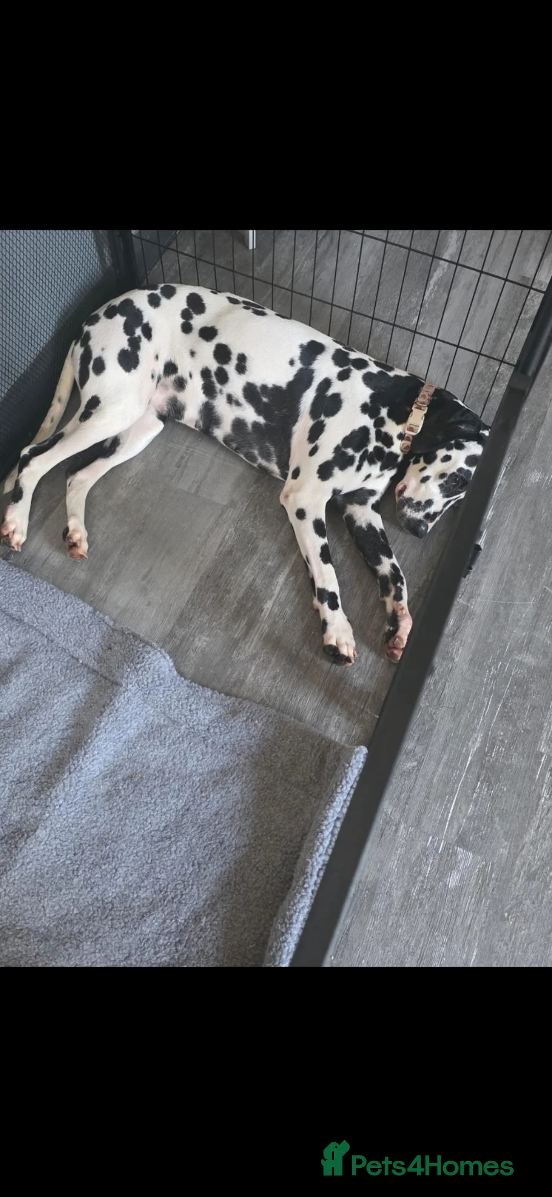 Dalmatian dogs for sale: Kc registered stunning dalmatian puppies  - Advert 25