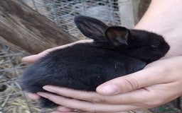 Mini Lop rabbits for sale: 5 baby bunnies for sale  - Image 2