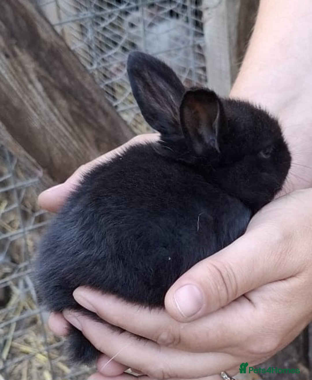 Mini Lop rabbits for sale: 5 baby bunnies for sale  - Image 2