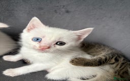 Maine Coon cats for sale: Maincoon mixed bengal kittens - Image 2