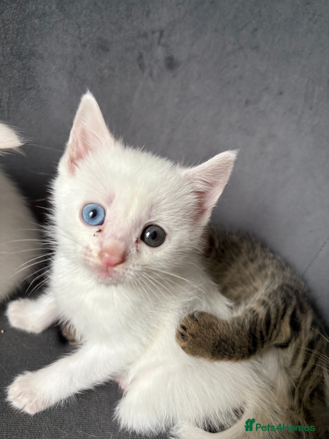 Maine Coon cats for sale: Maincoon mixed bengal kittens - Image 2