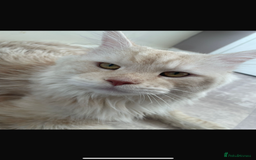 Maine Coon cats for stud: 🏆🏆INTERNATIONAL CHAMPION LINE TICA STUD🏆🏆 - Image 3