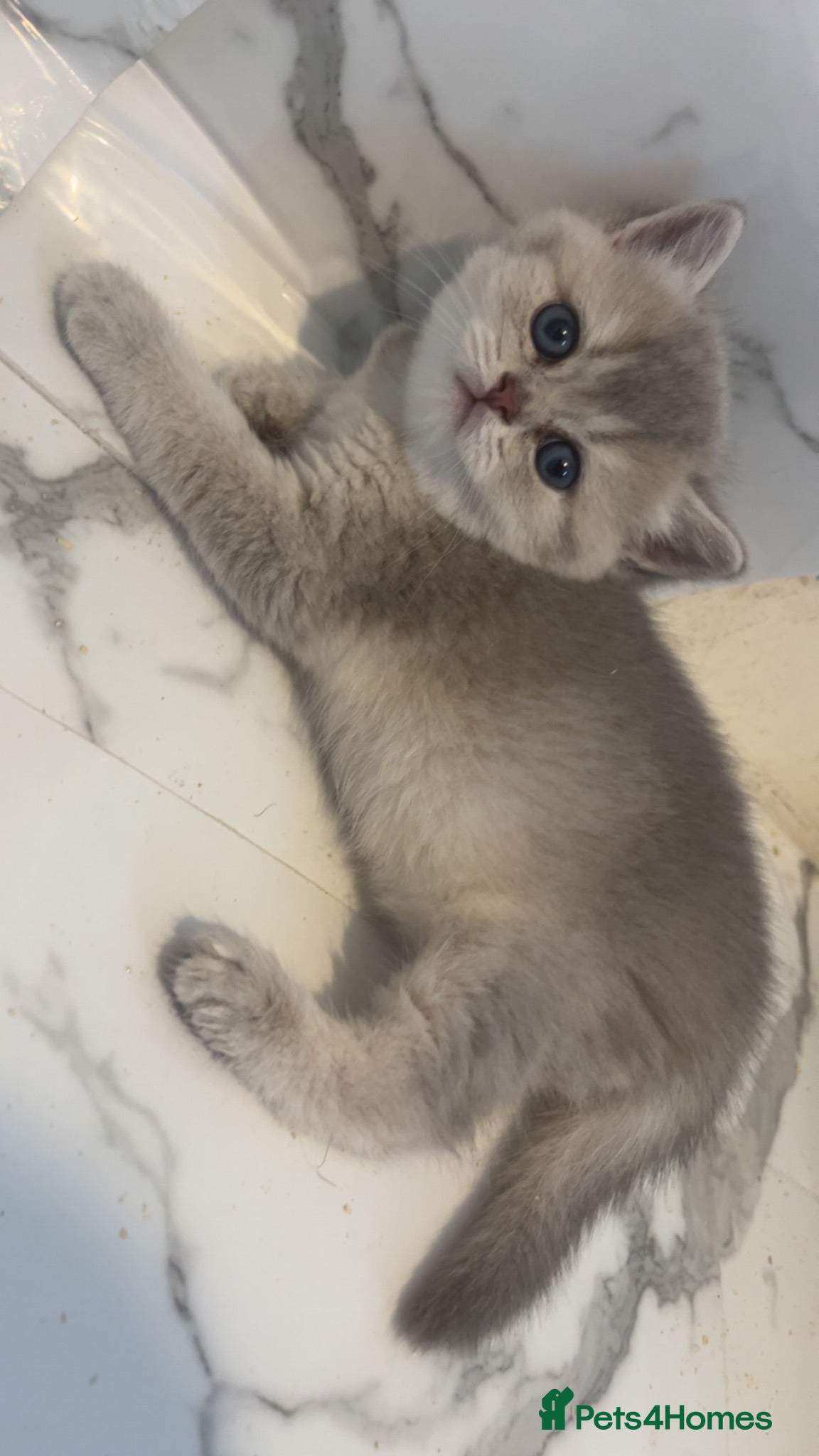 British Shorthair cats 😻 6 chunky fluffy Kittens available 😻 - Advert 2