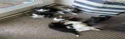 Mixed Breed cats for sale: Beautiful Kittens for Sale - Advert 1