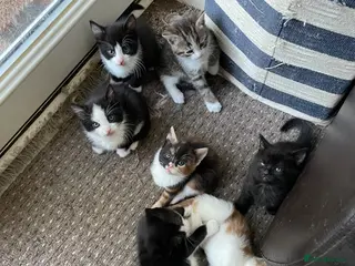 Mixed Breed cats Beautiful Kittens for Sale - Advert 1