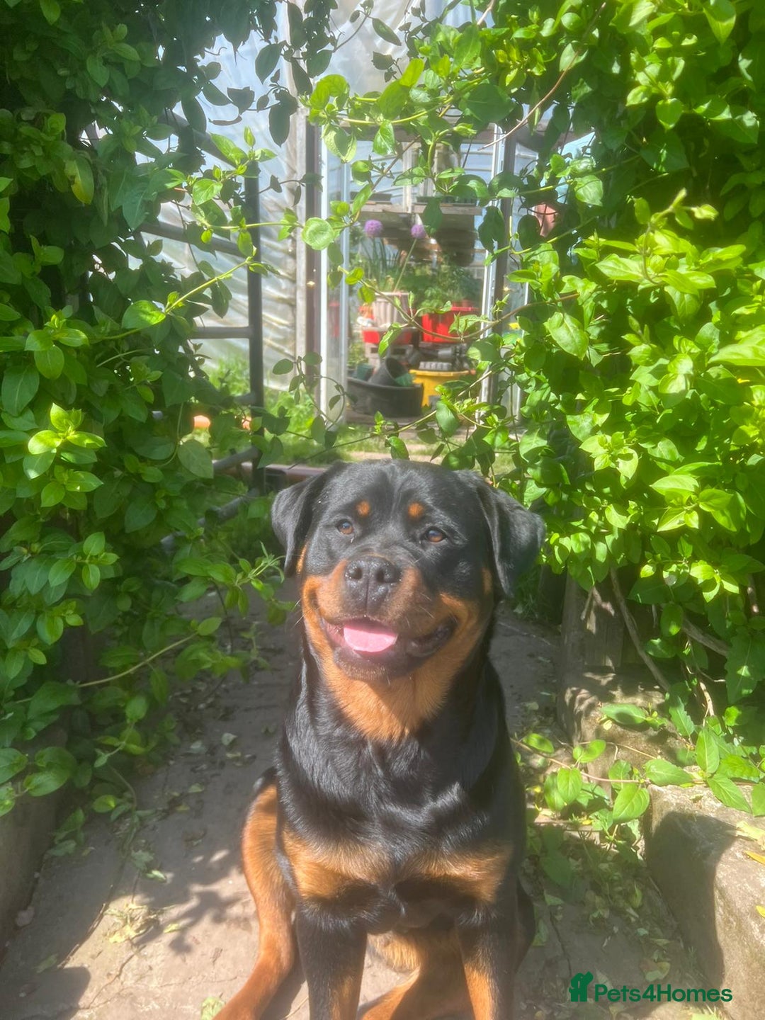 Rottweiler dogs for sale: Rottweiler Puppies for Sale - Advert 2