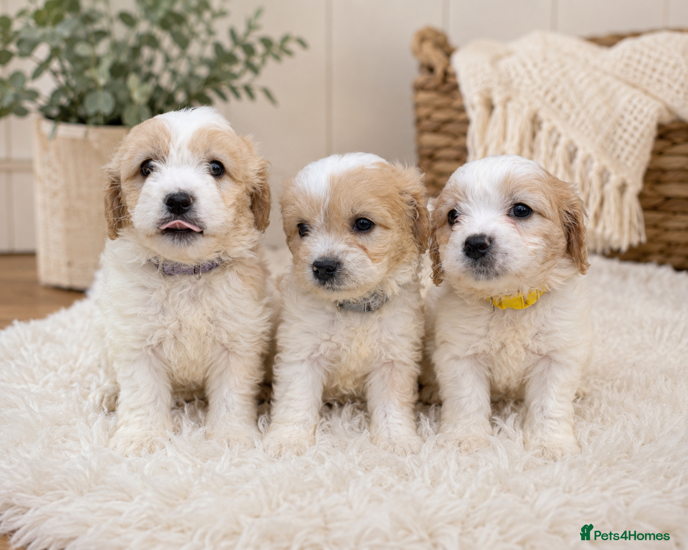 Cavachon dogs ⭐️ Girs Remain ⭐️ - Advert 2