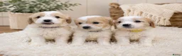 Cavachon dogs for sale: 💕 READY NOW VACCINATED  - Advert 13