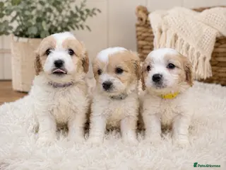 Cavachon dogs ⭐️ Girs Remain ⭐️ - Advert 2